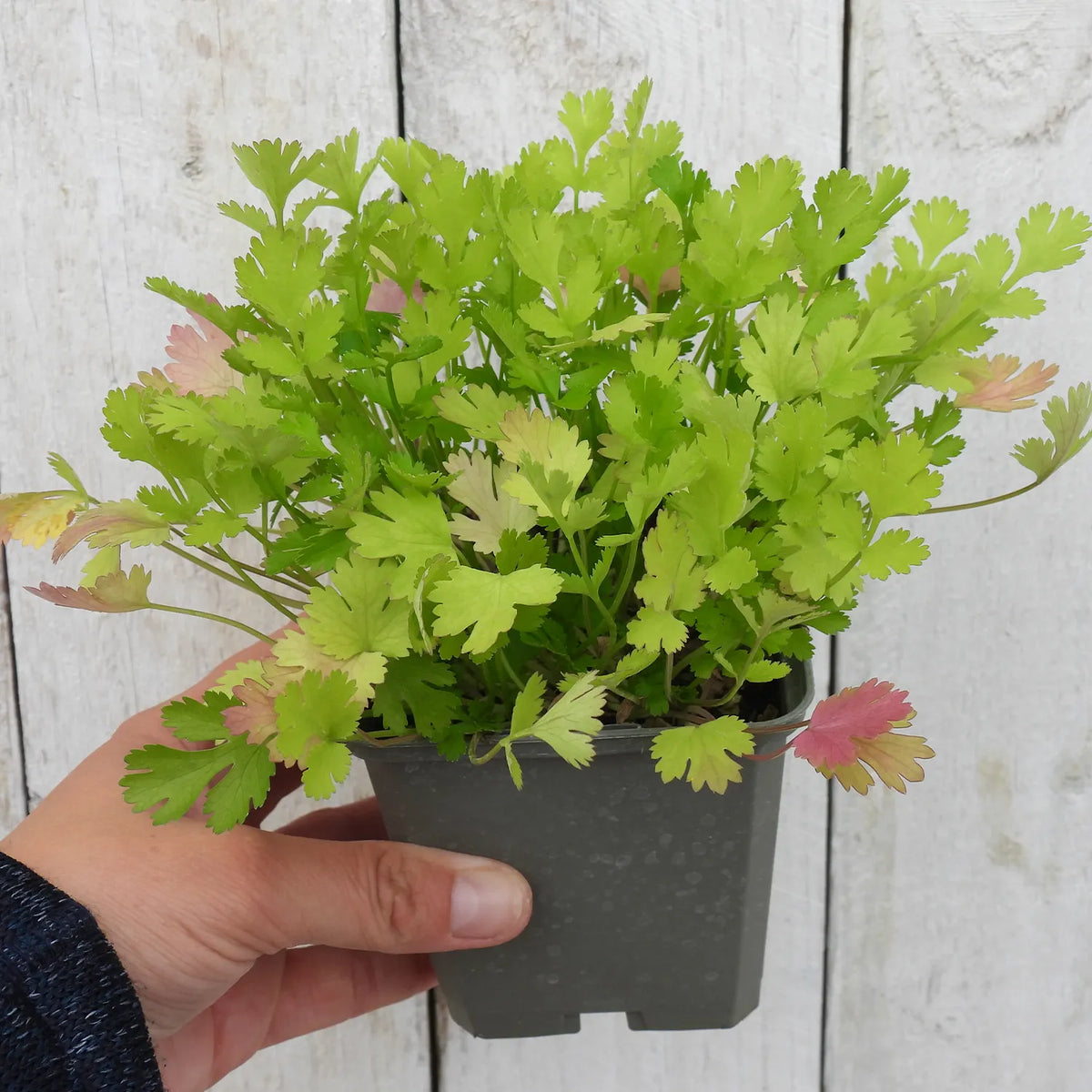 Hand holding a potted coriander plant against a wooden background