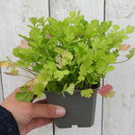 Hand holding a potted coriander plant against a wooden background
