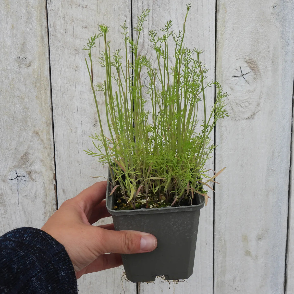 Hand holding a potted dill plant against a wooden background