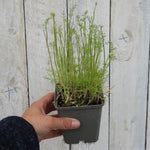 Hand holding a potted dill plant against a wooden background