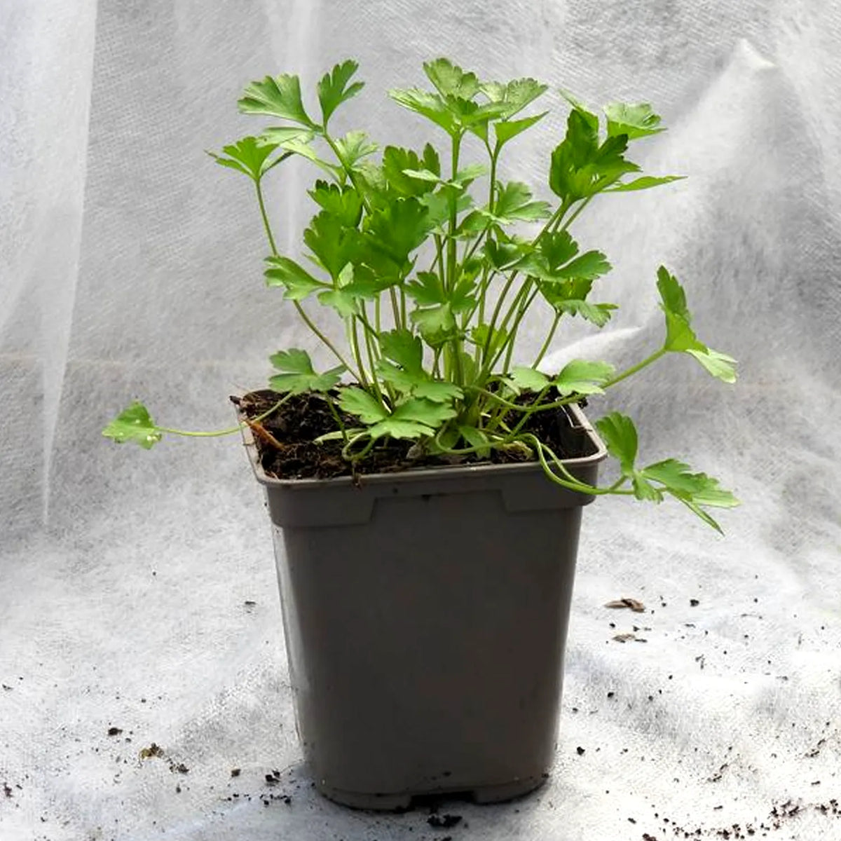 Potted plant parsley on a gray background