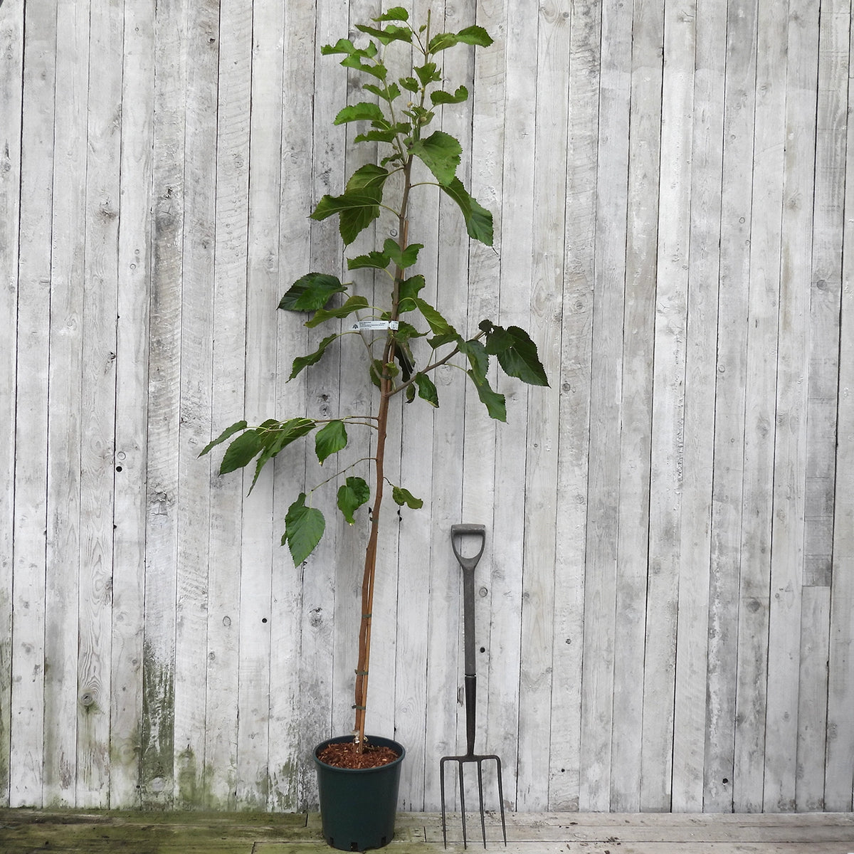 A young potted mulberry tree with green leaves and a brown trunk stands in a black nursery pot next to a black hand fork, set against a light gray weathered wooden plank wall.