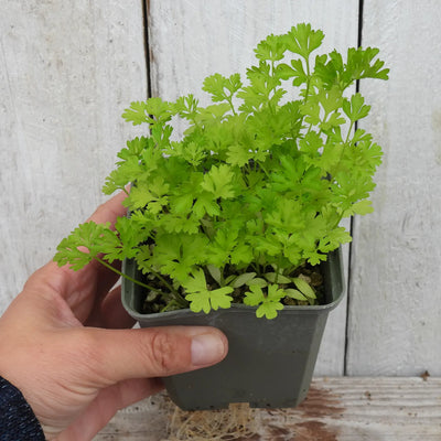 Hand holding a potted curly parsley against a wooden background