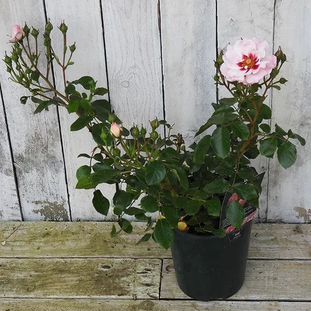 Potted rose (angel eyes) with pink flowers against a wooden background