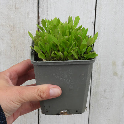 Hand holding potted wild rocket against a wooden background
