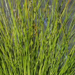 Prairie Fire Sedge Grass