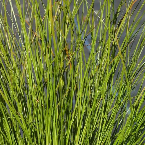 Prairie Fire Sedge Grass