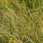 Prairie Fire Sedge Grass