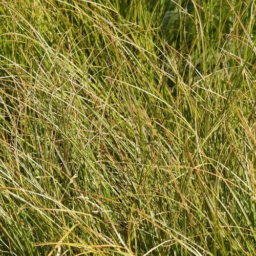 Prairie Fire Sedge Grass