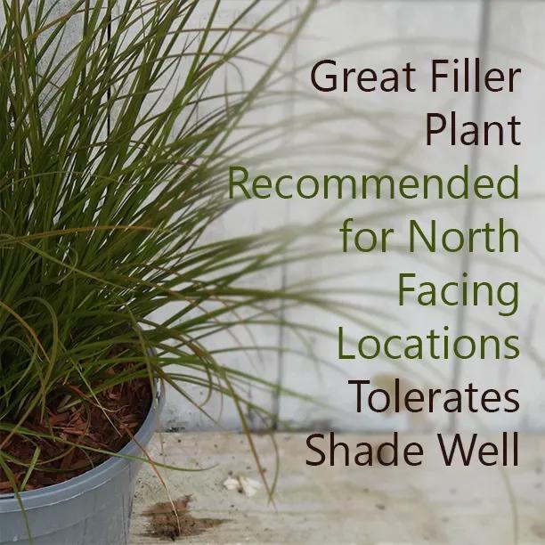 Prairie Fire Sedge Grass - Excellent for Shady Borders