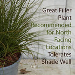 Prairie Fire Sedge Grass - Excellent for Shady Borders