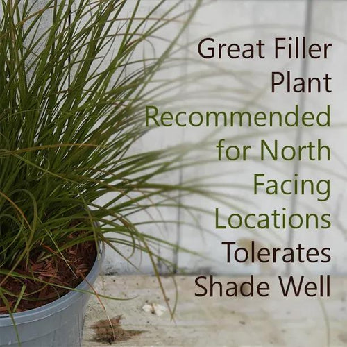 Prairie Fire Sedge Grass - Excellent for Shady Borders