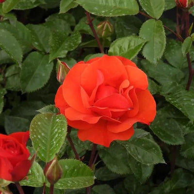 Precious Love Rose Flowers