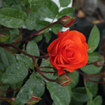 Precious Love Rose Flowers