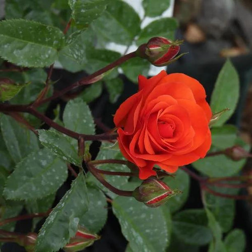 Precious Love Rose Flowers