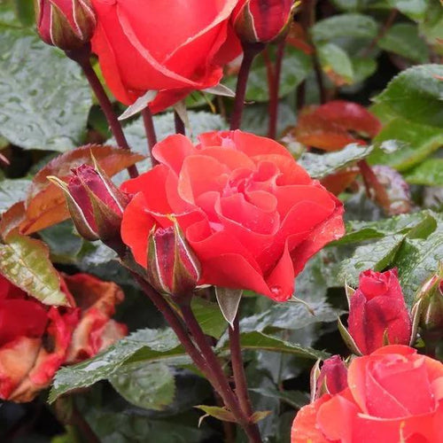 Precious Love Rose Flowers