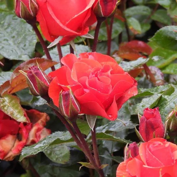 Precious Love Rose Flowers