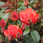 Precious Love Rose Flowers