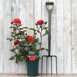 Potted Precious Love Rose in Flower in flower