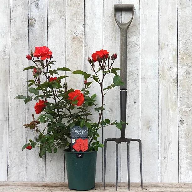 Potted Precious Love Rose in Flower in flower