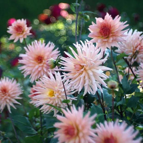 Preference Dahlias in Flower Border