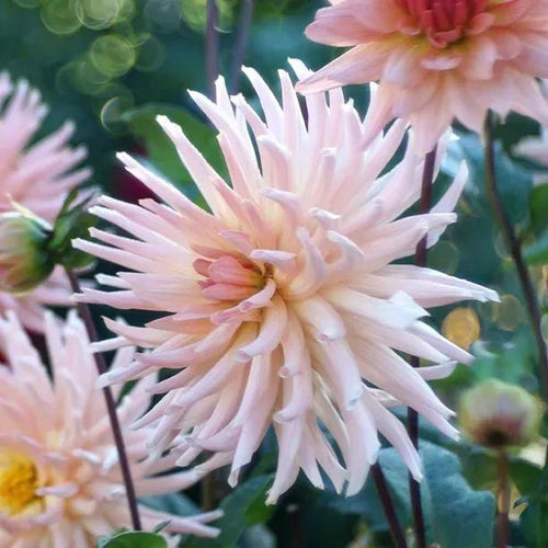 Preference Dahlia Flower