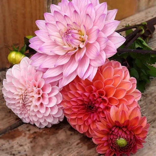 Pretty Pinks Dahlia Collection Flowers