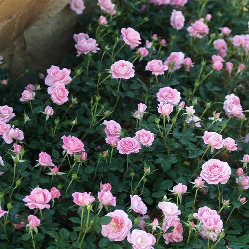 Pretty Polly Patio Shrub Rose Flowers