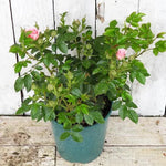 Pretty Polly Potted Rose Bush in flower