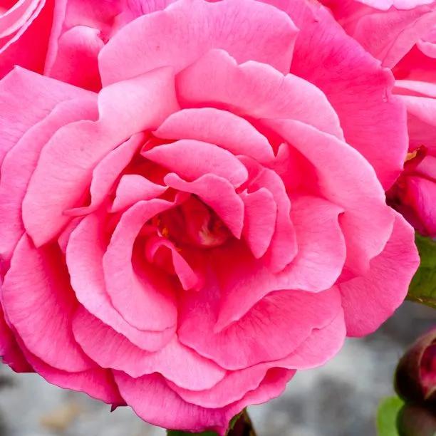 Prima Ballerina Hybrid Tea Rose Flowers
