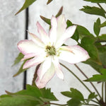 Primrose Star Clematis Flower