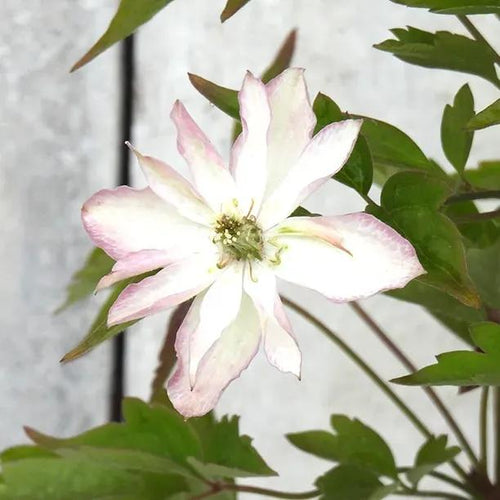 Primrose Star Clematis Flower