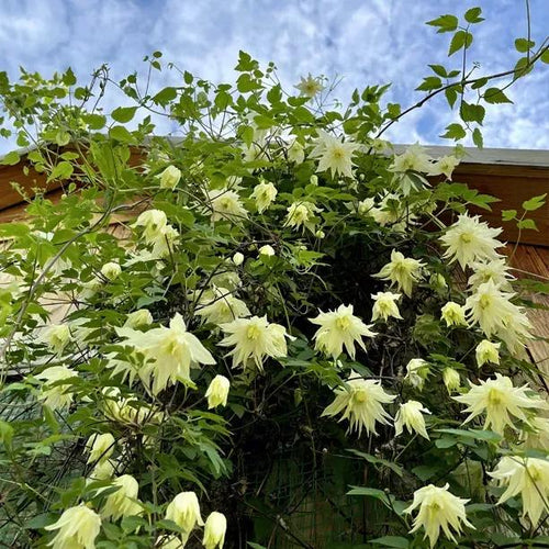 Primrose Star Clematis Flowers