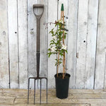 Primrose Star Clematis Potted Plant