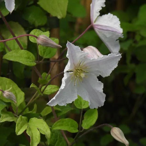 Prince George Clematis Flowers