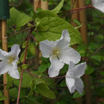 Prince George Clematis Flowers