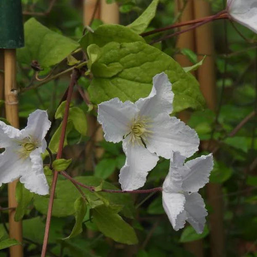 Prince George Clematis Flowers