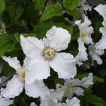 Prince George Clematis Flowers