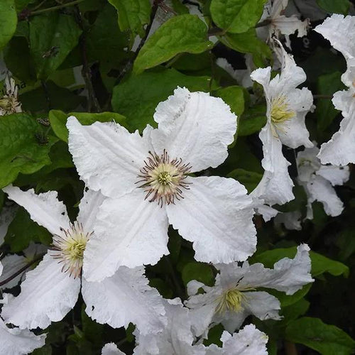 Prince George Clematis Flowers