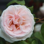 Prince Jardinier Floribunda Rose Flowers