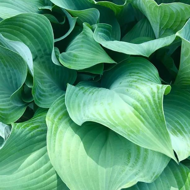 Prince of Wales Hosta Leaves