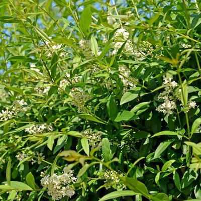 Wild Privet hedging in flower