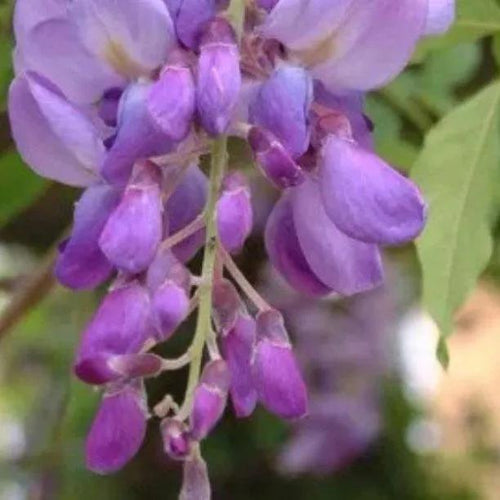 Prolific Chinese Wisteria Flowers