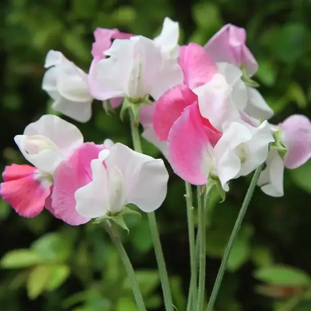 Promise Sweet Pea Flowers