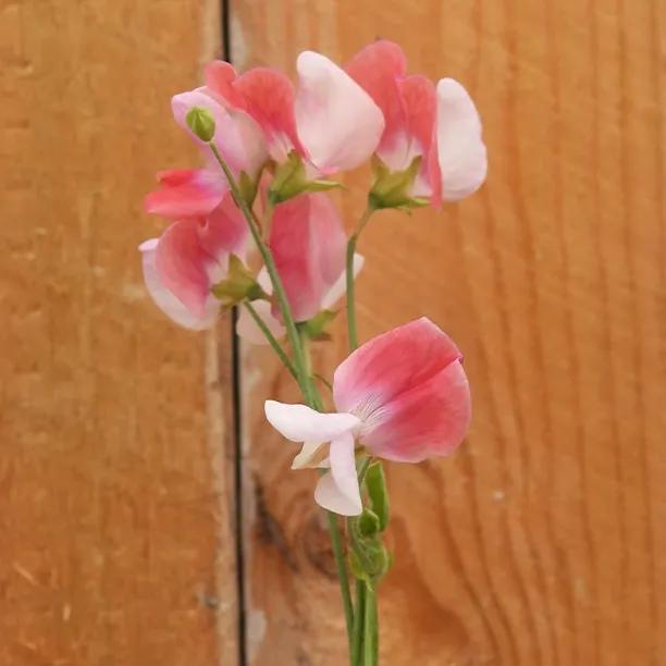 Promise Sweet Pea Flowers