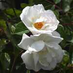 Prosperity Shrub Rose Flowers