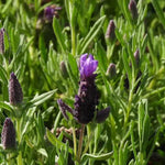 Provencal Lavender Flowers