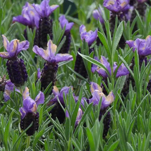 Provencal Lavender Flowers