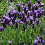 Close-up of a field of purple lavender flowers with green leaves.