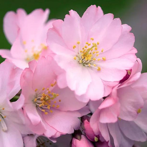 Accolade Cherry Tree Flowers